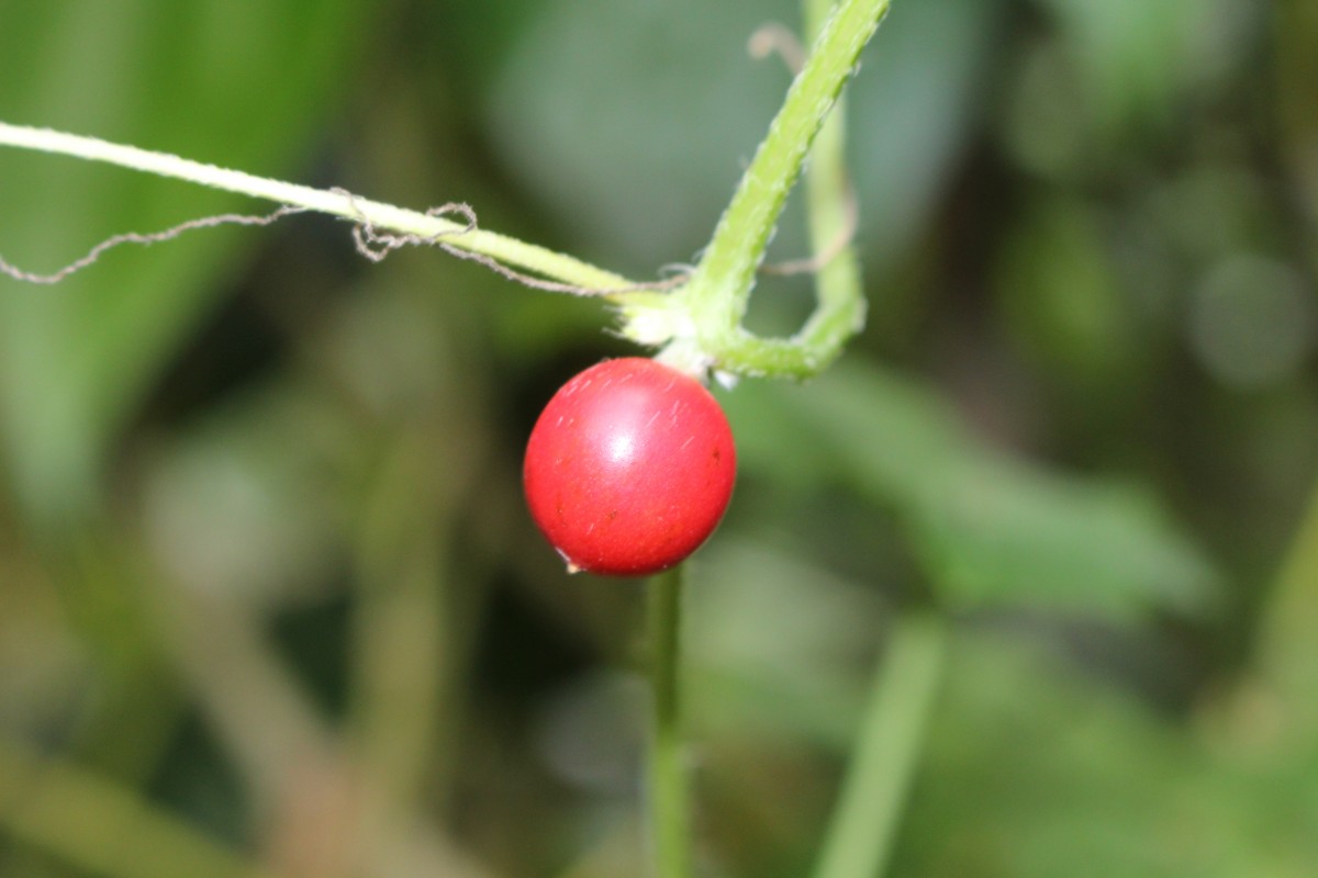 Cucumis maderaspatanus L.